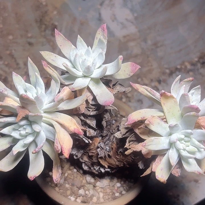 仙女杯多肉植物提取