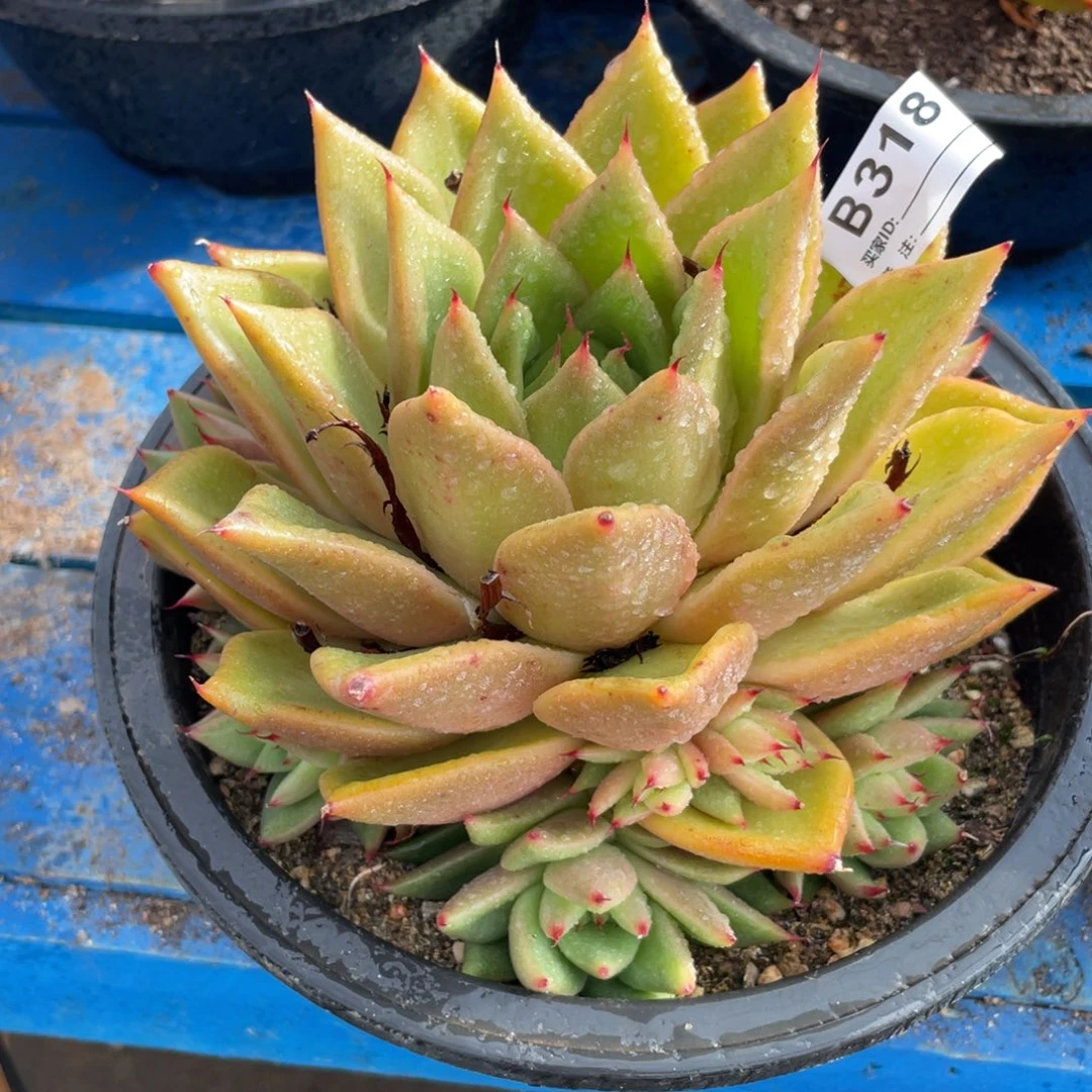 无花朵若茹东云单拍B318