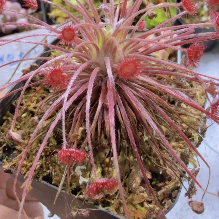 孔雀捕虫堇茅膏菜一颗
