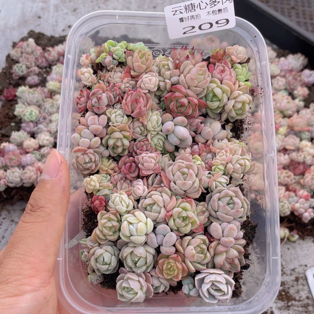 云糖心多肉植物209