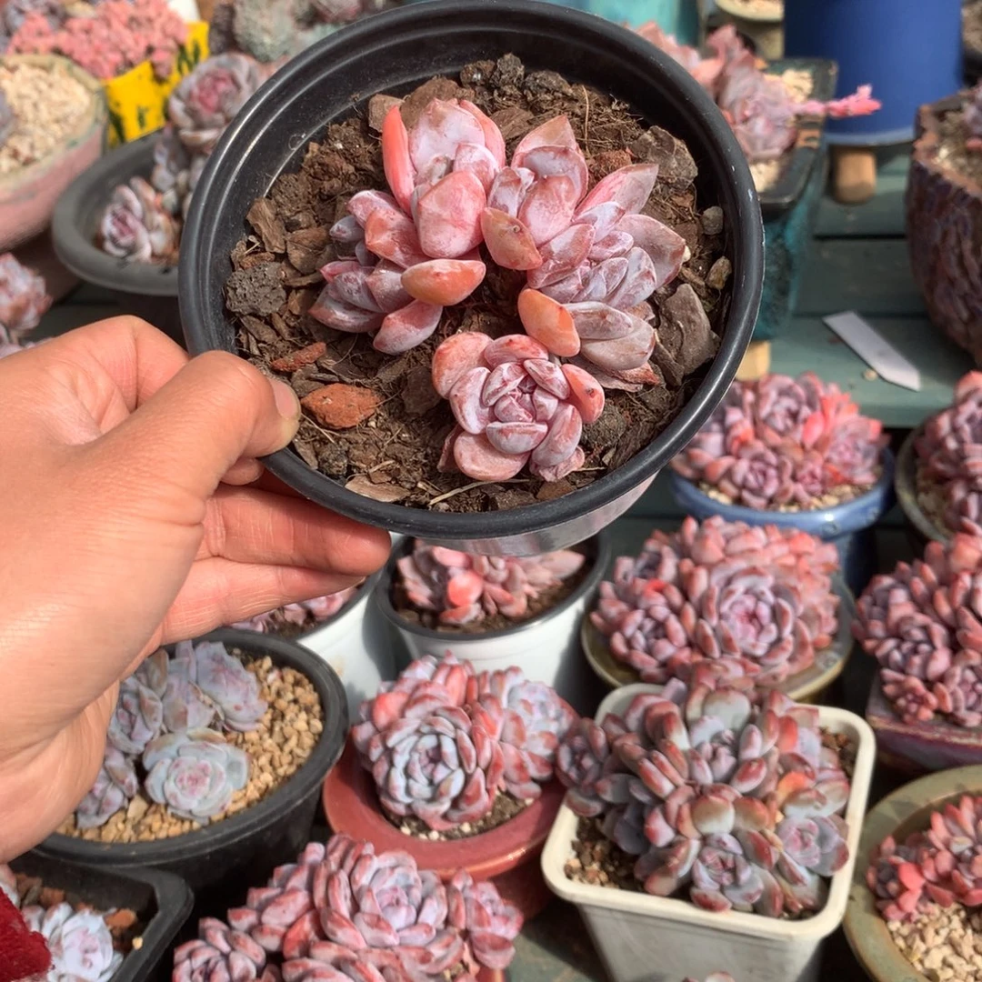 无花朵哈哈哈哈哈哈哈哈9