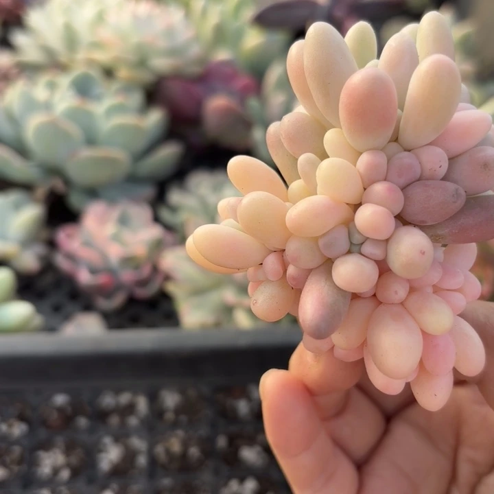 婴儿手指锦无根多肉植物满18包邮