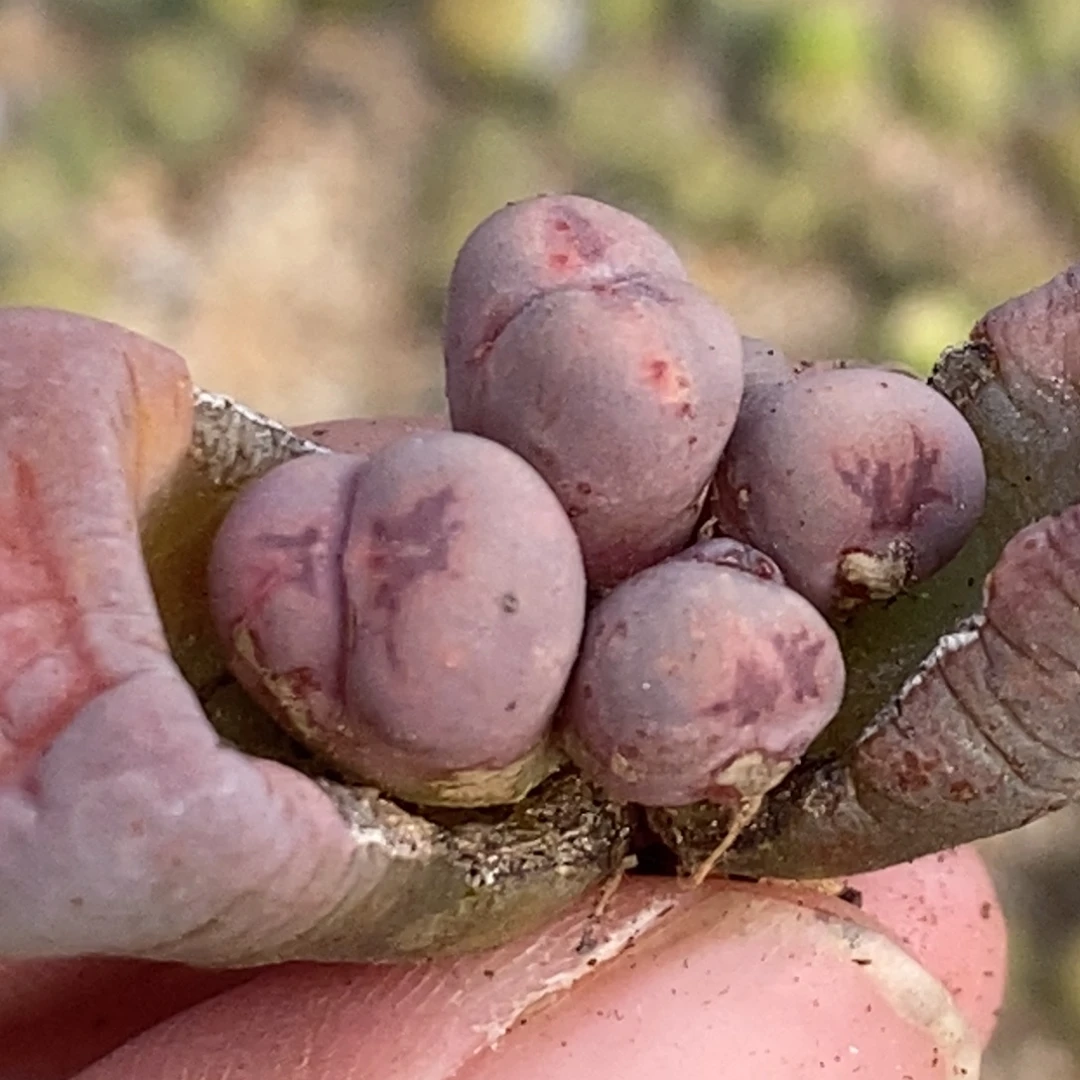 5877 紫菊群生母本