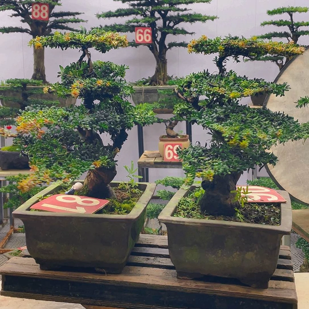 无花朵红芽珍珠罗汉松