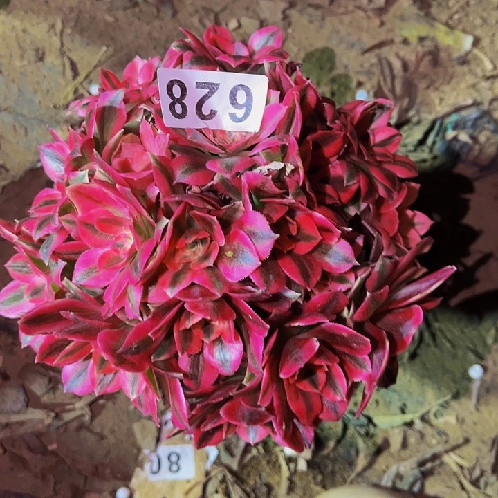 628妖月多肉植物处理不售后砍头丛林