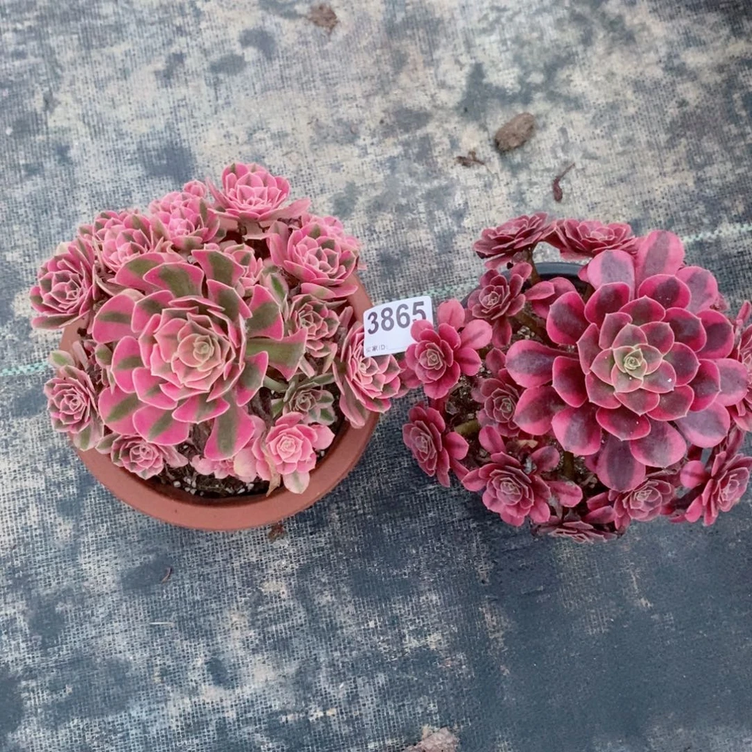 组合3865多肉11111