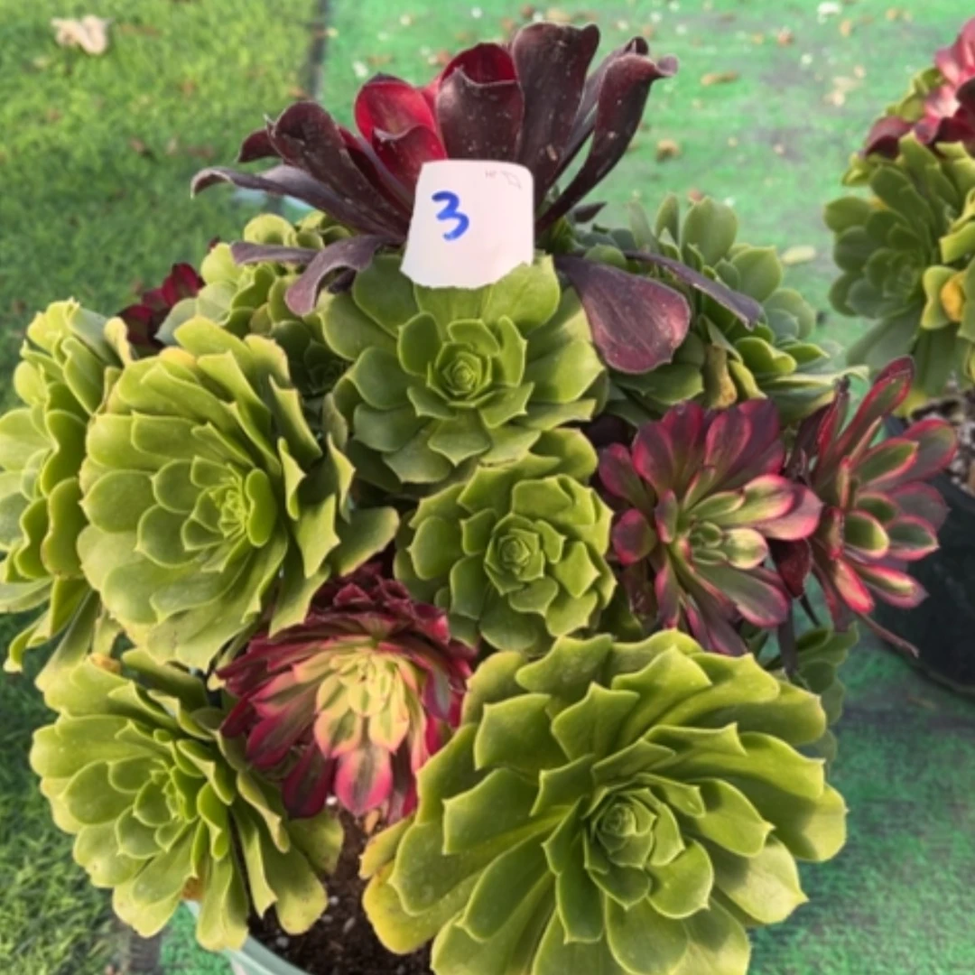 【闪购商品】3嫁接多肉法师