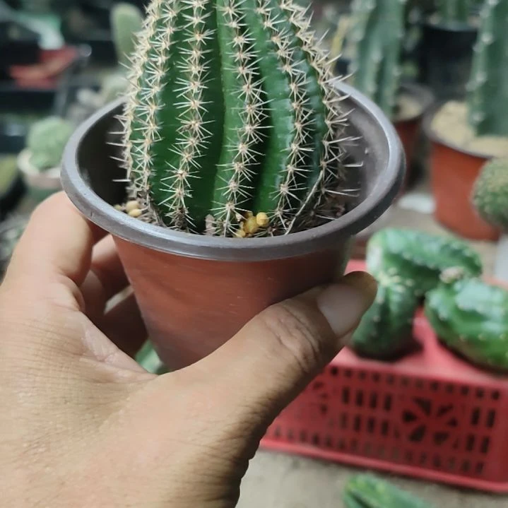 仙人球丽花38号带根带盆