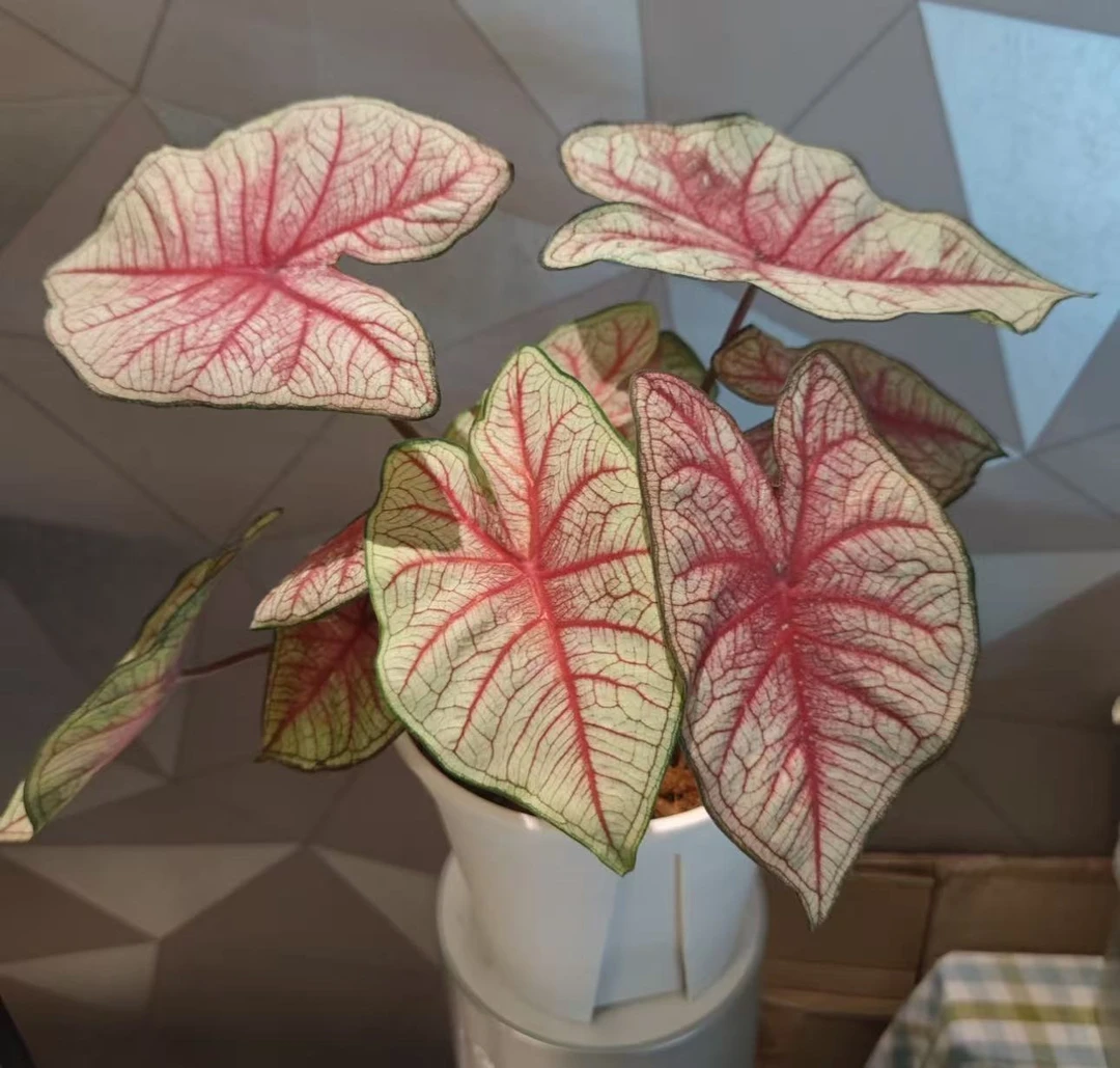 【南方魅力（进口！！）彩叶芋】原盆原土室内好养创意观叶绿植