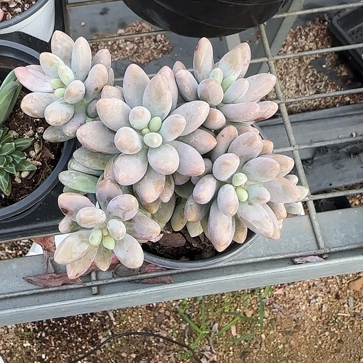 青蛙王子儿童牙膏11