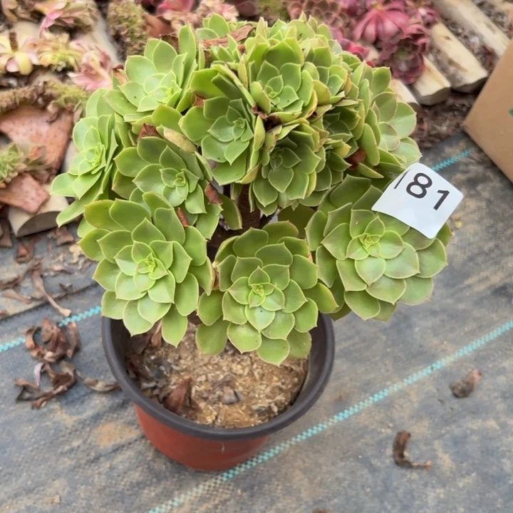 万圣节多肉植物不包损181
