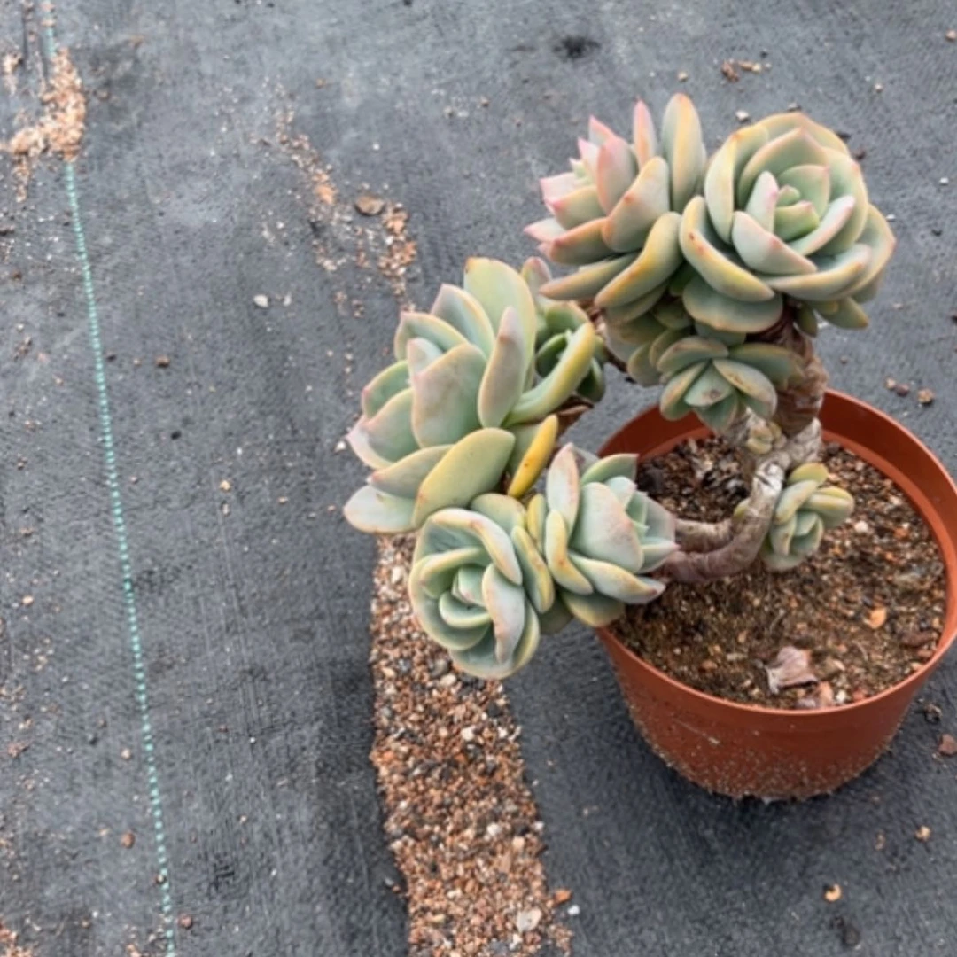 【闪购商品】喜*洋白凤