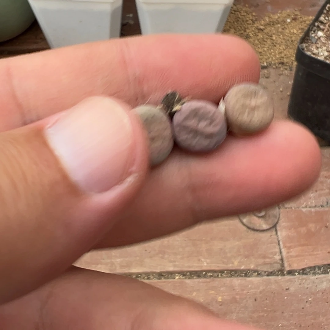 量拍大型粉奶油嘴一颗
