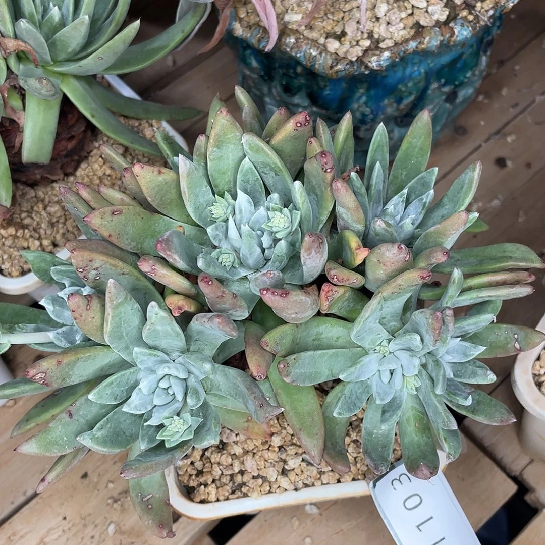 贝拉大群多头11103