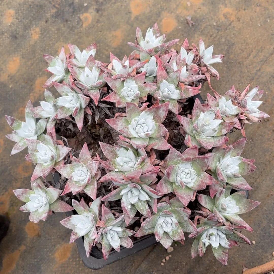 白雪，仙女杯多肉。