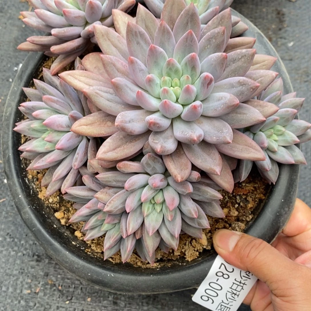 允*勿秒拍秒退 9028-6水晶球