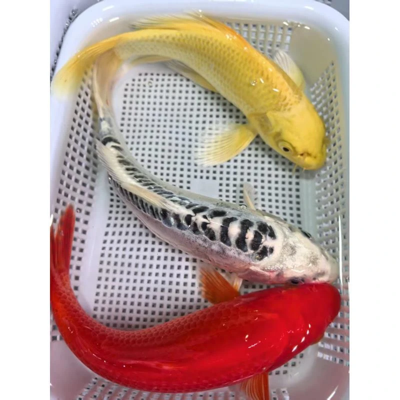 （四）1条蓝龙1条黄金1条红介子16-18公分精品冷水鱼