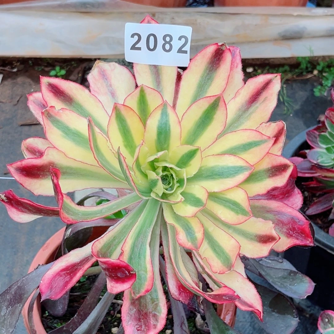 魅影多肉特价不售后