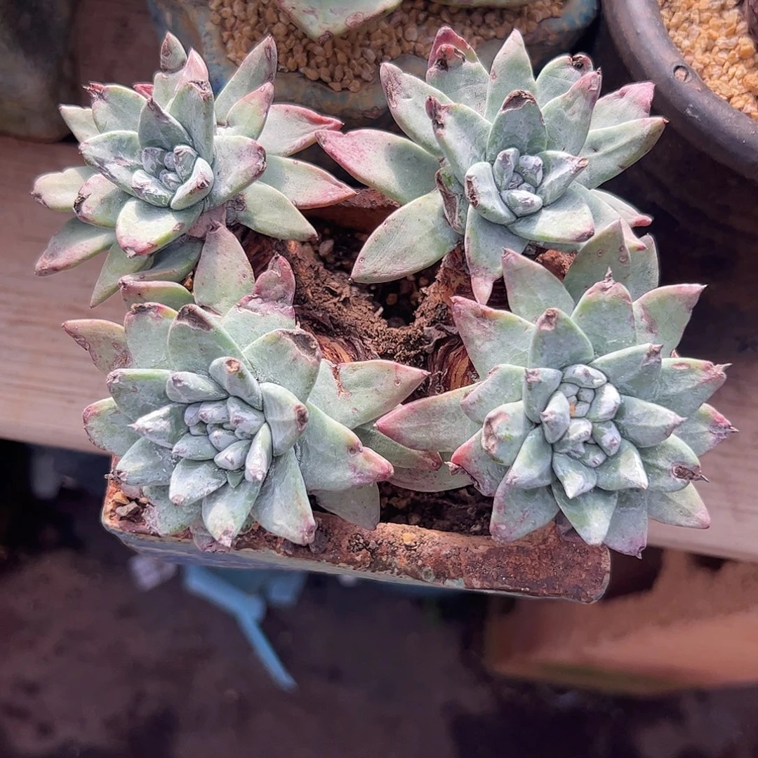 4274苹果叶杂交仙女杯