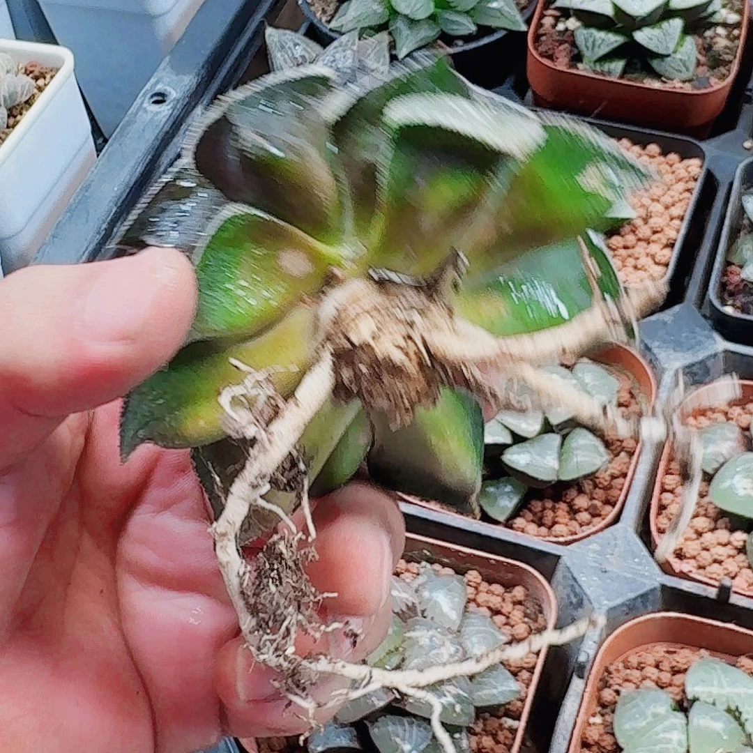 听***漫十二卷福利活动裸根