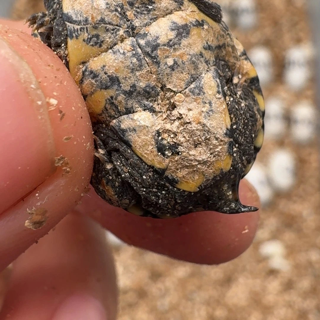 母蛋龟是***他头盔苗