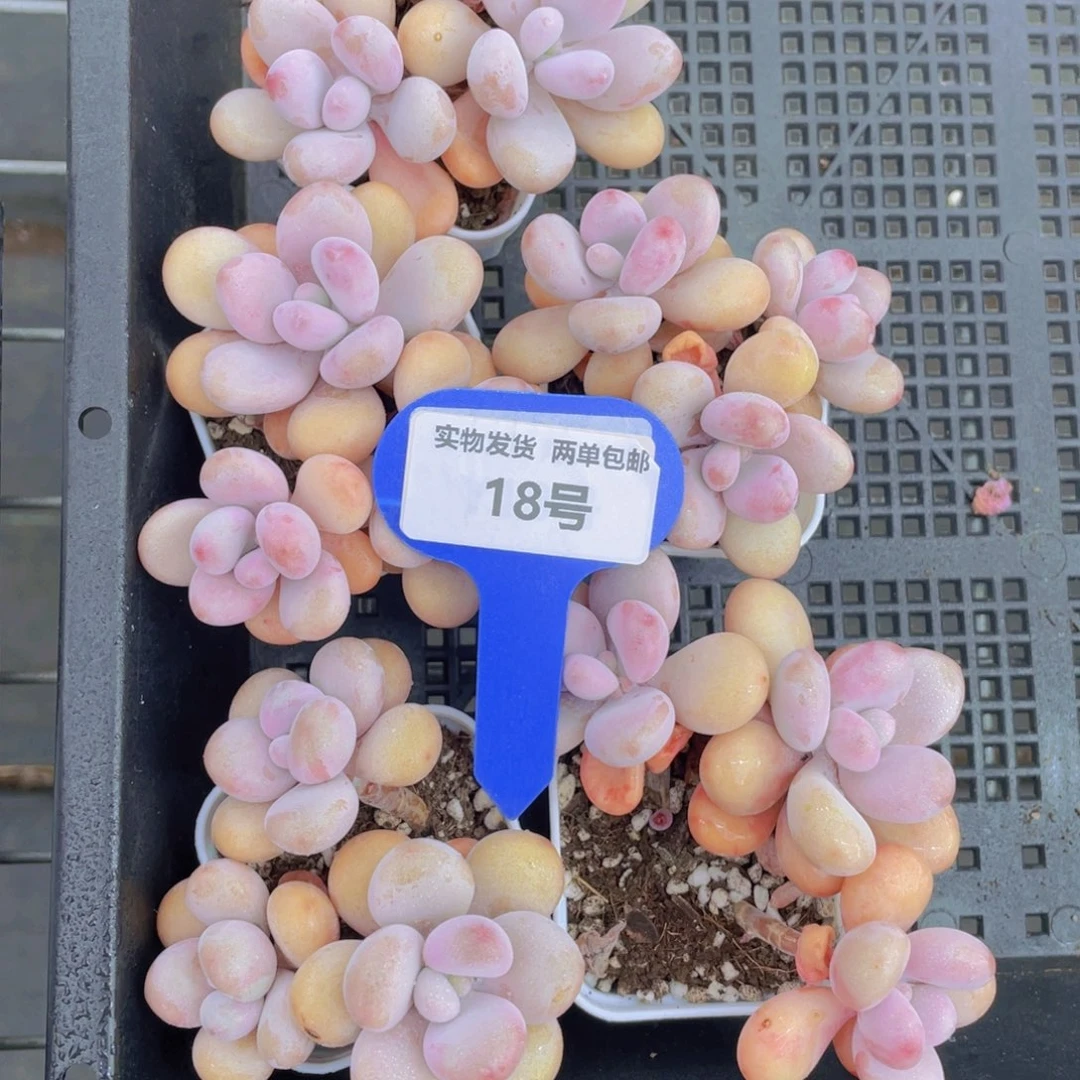 18号丸叶粉桃蛋群生一个