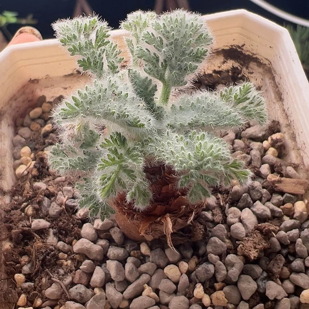 26号羽叶洋奎10.18多肉