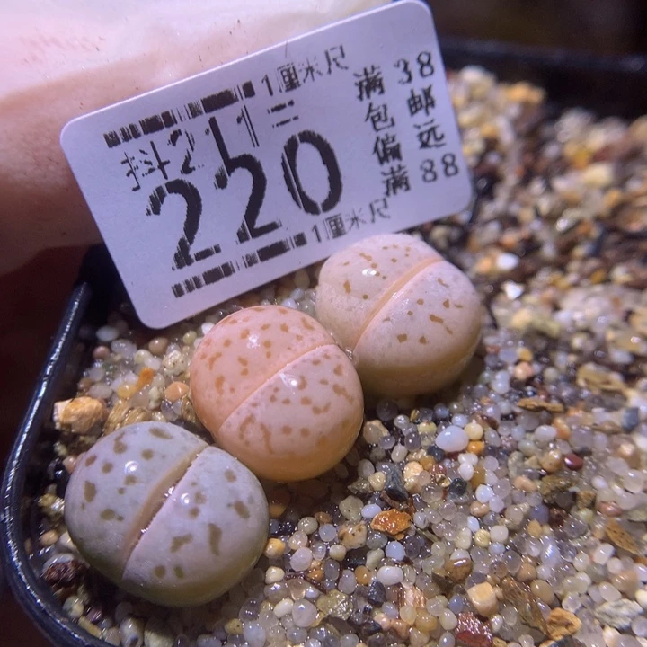 生石花多肉211.220