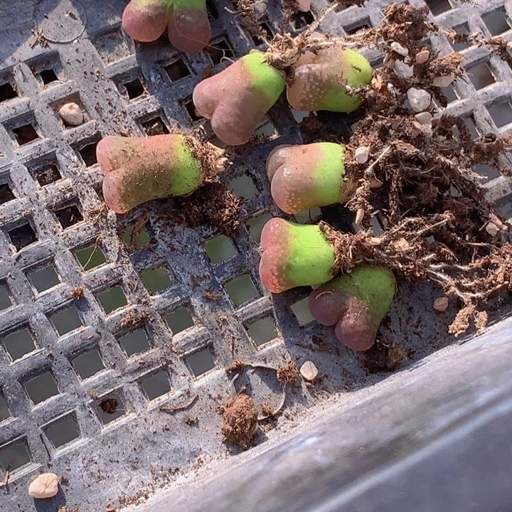 700888888588588555566