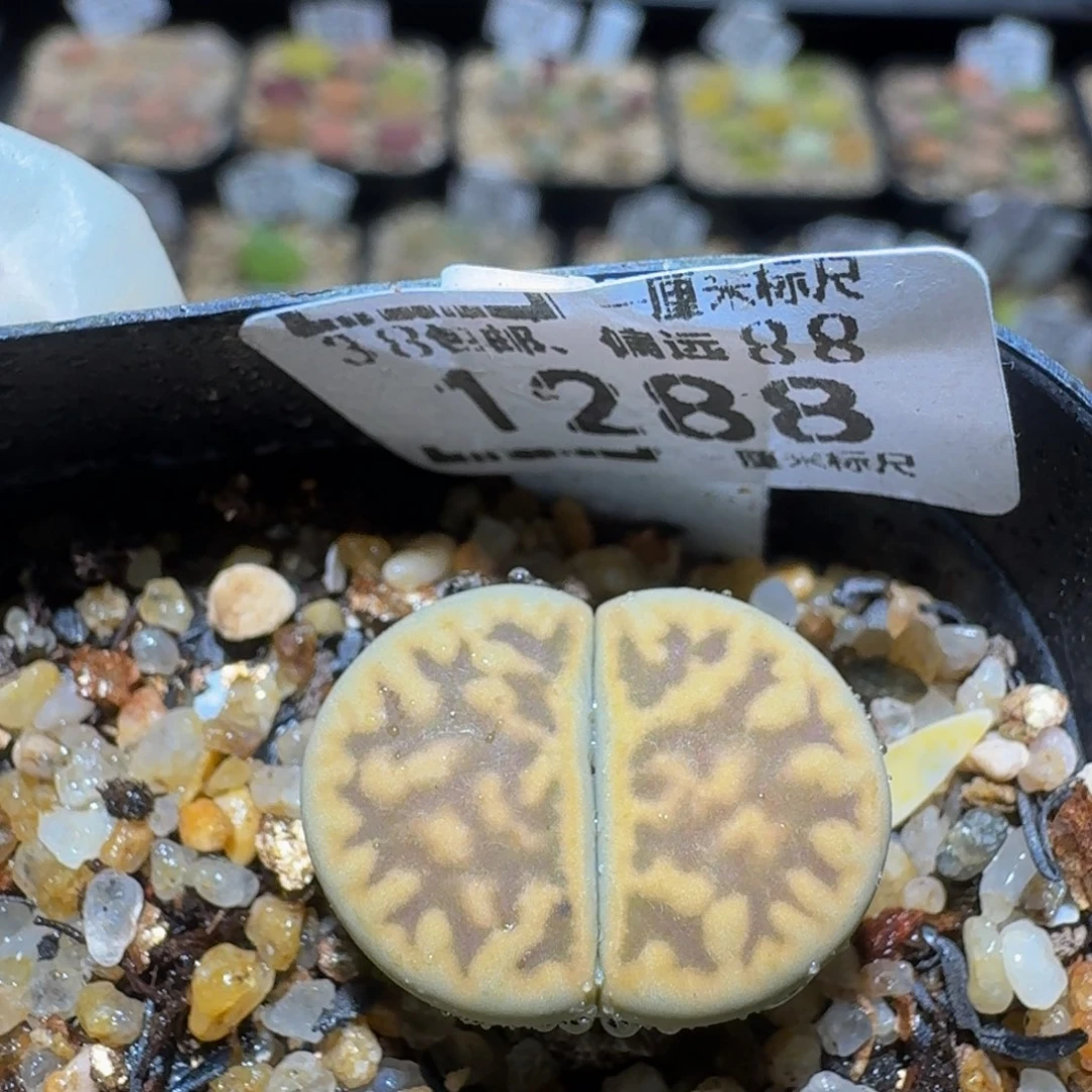 Ssss精品生石花1288