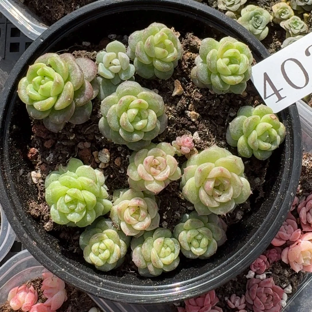 多肉植物多肉植物403