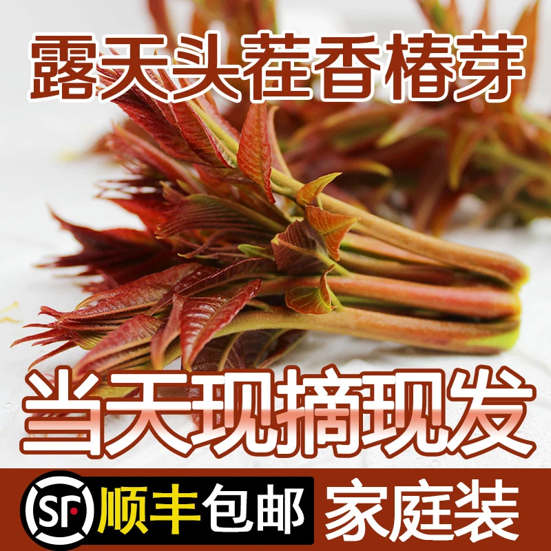 2025年直供露天头茬香椿芽新鲜蔬菜野菜野生红油香椿顺丰包邮