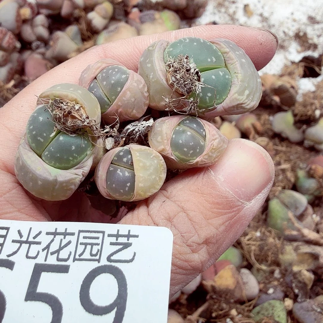 我要给他们打电话啊他659