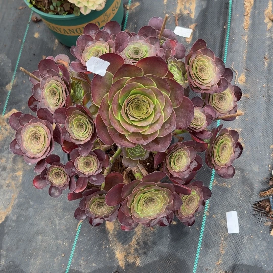 617魅金多肉植物发货
