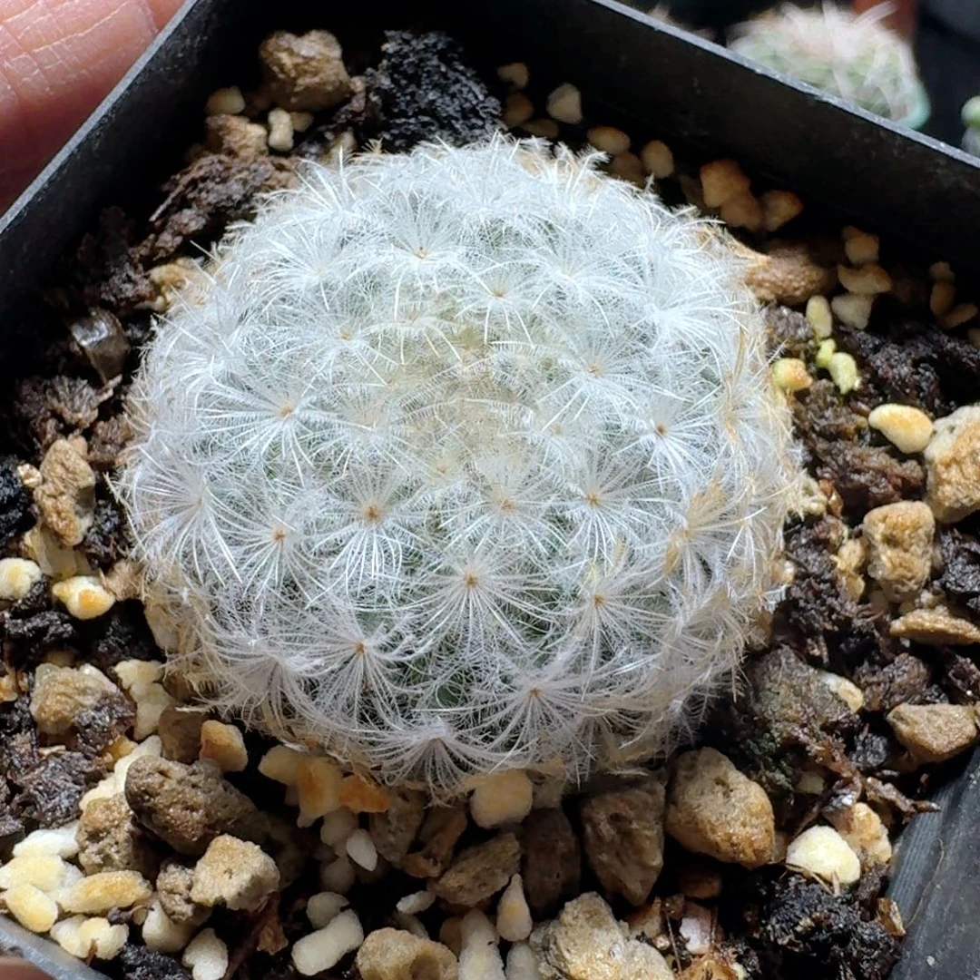 684佛头白星脱土发货