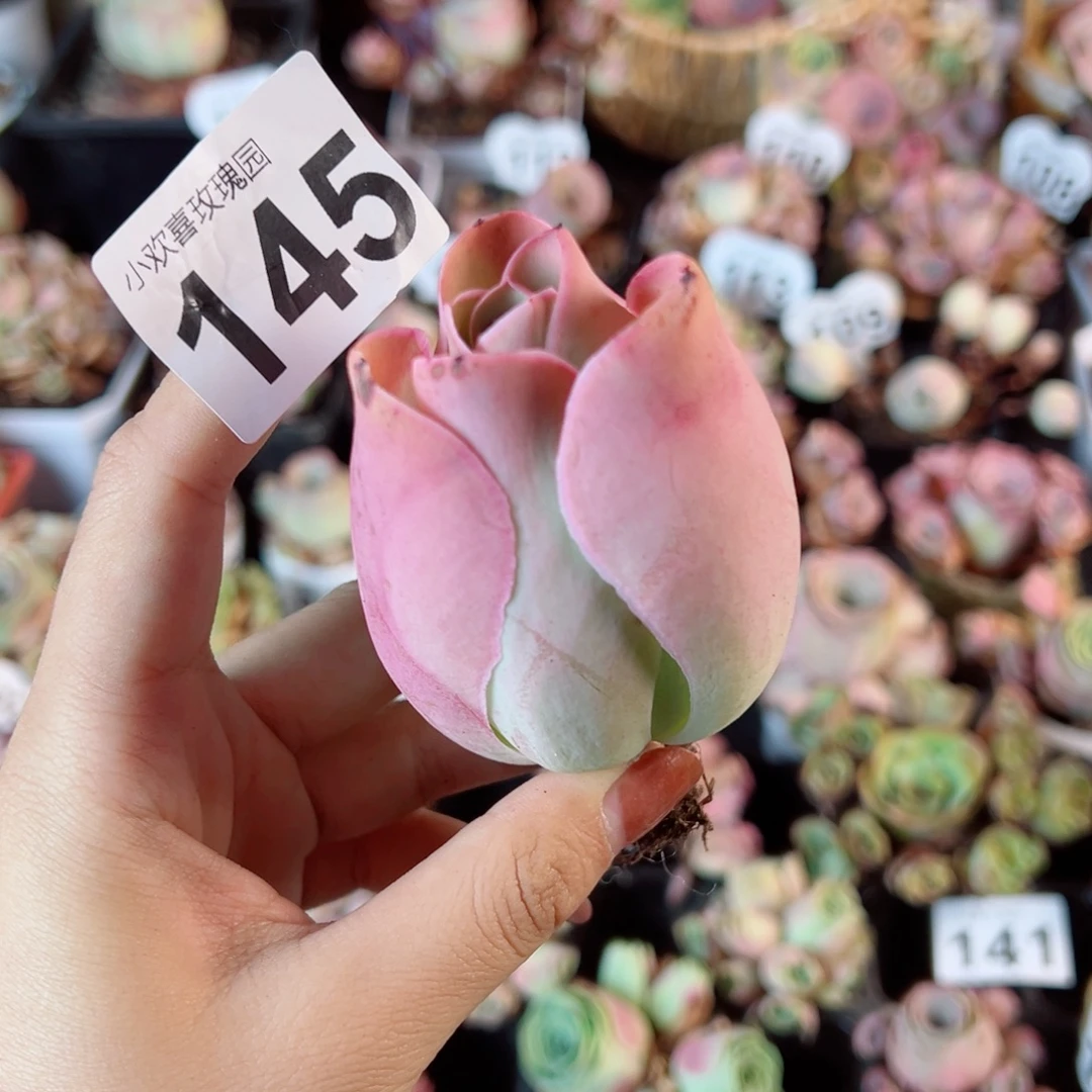 145大帕单棵老桩。