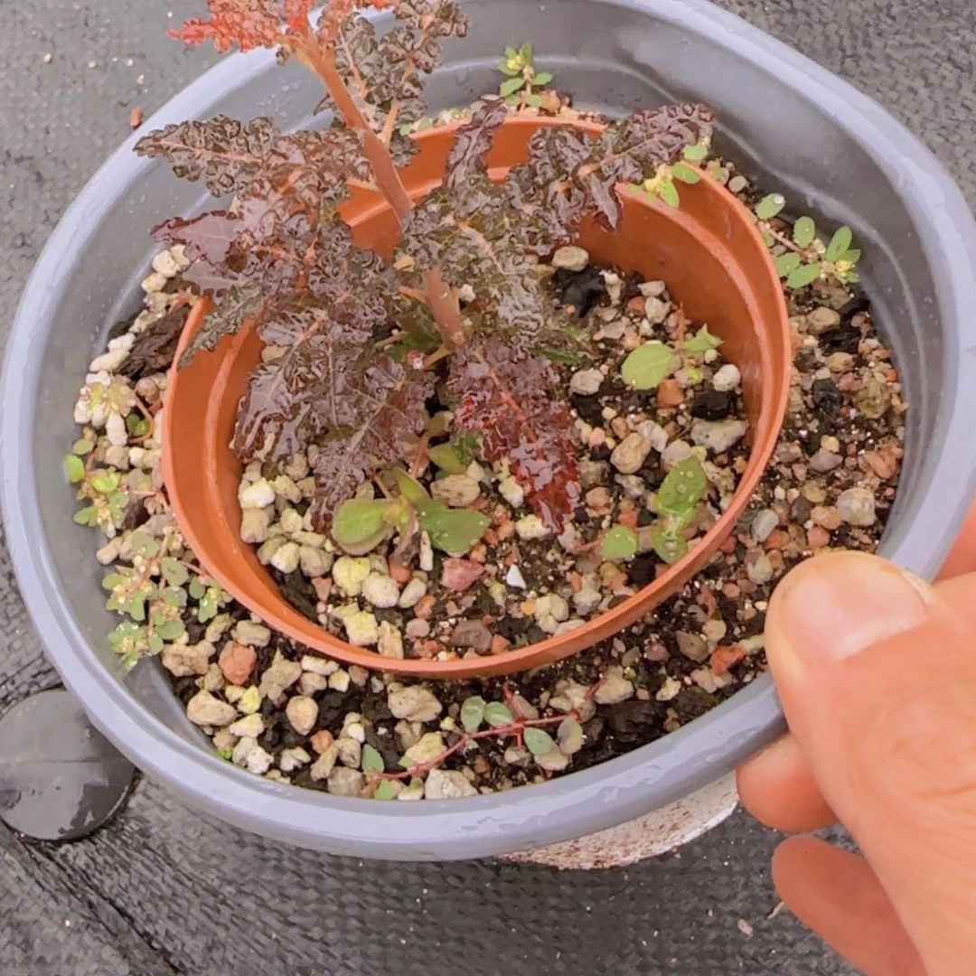 宝***熊块根植物块根植物