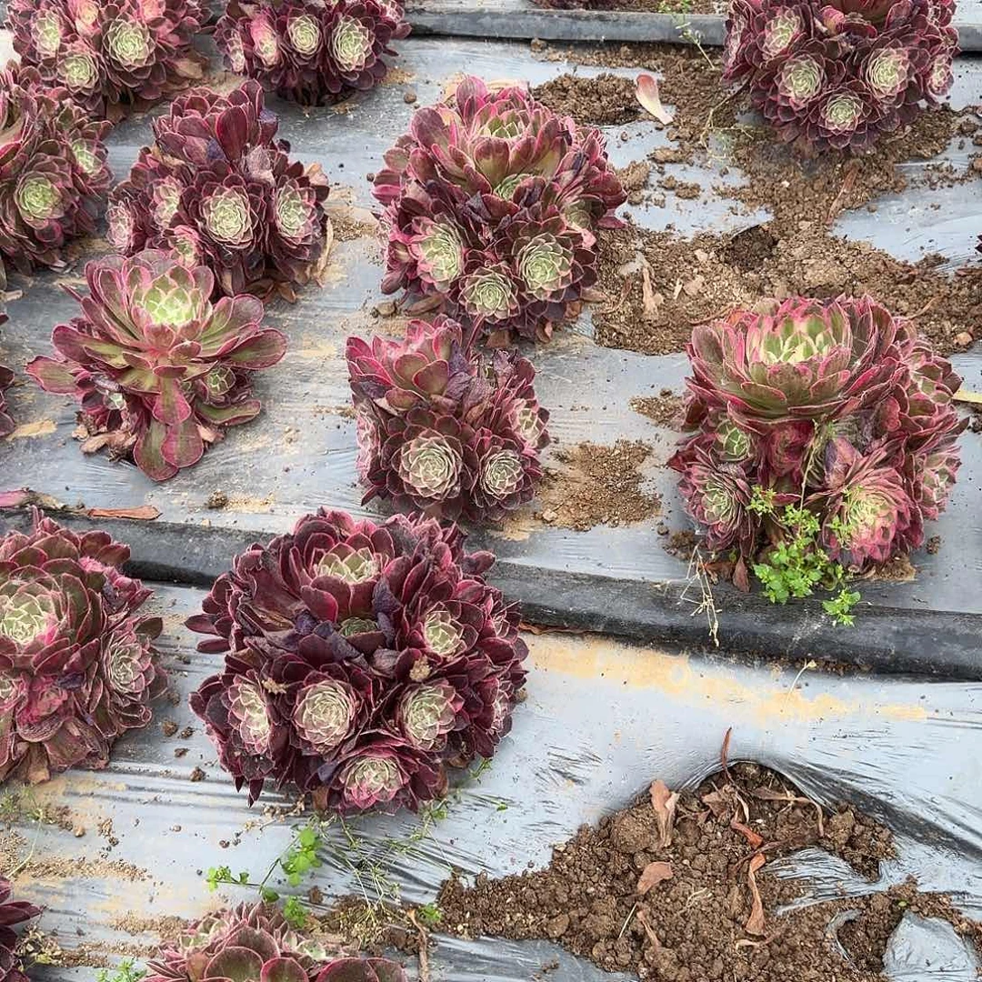 爱神丘比特手捧花