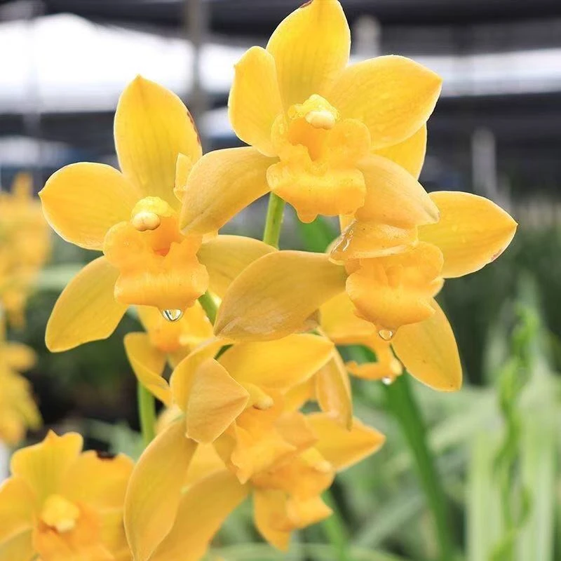 兰花铭品【黄金美人带花苞】大爆盆浓香型室内外好养易活盆栽