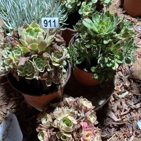 911五颗多肉法师植物
