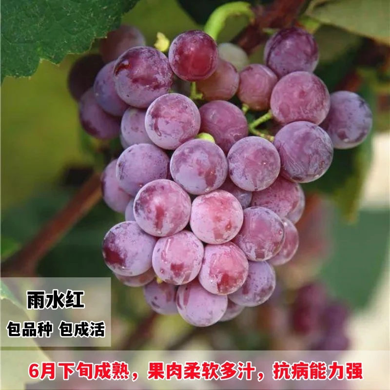 蜜汁无核葡萄树苗早熟雨水红葡萄苗香甜阳台盆栽庭院地栽当年结果