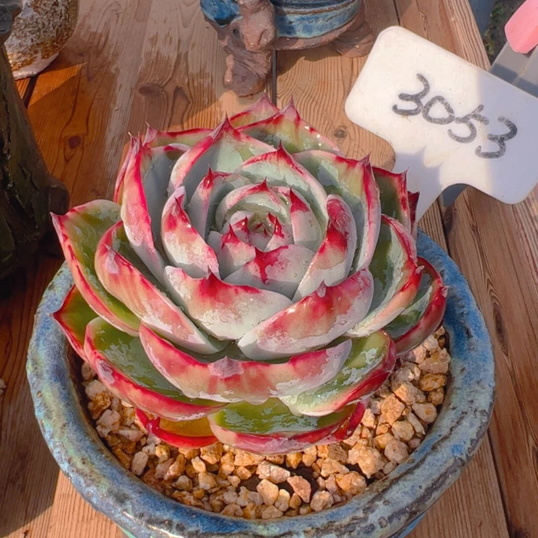 莲*惊鸿仙子一物一拍3053号