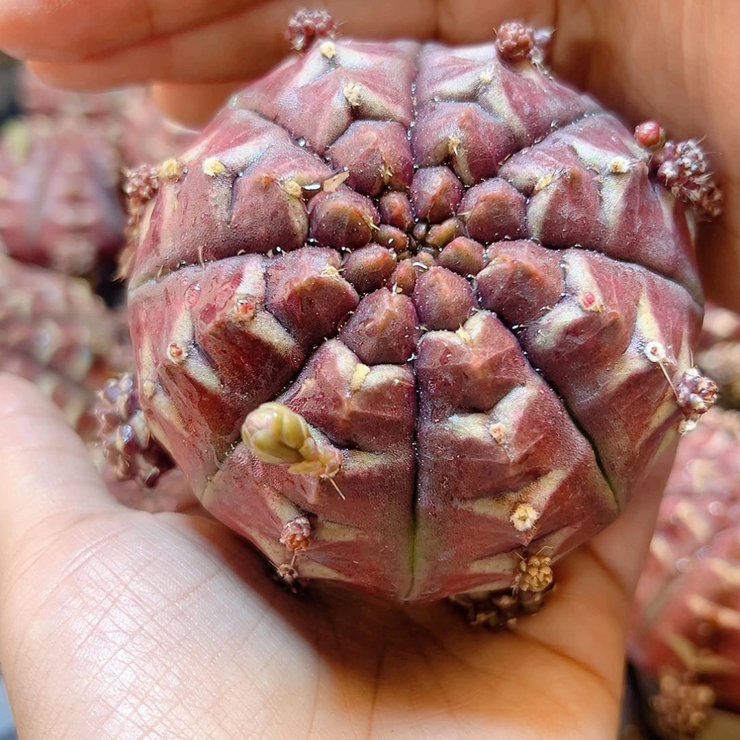 大梦想无根7公分不包掉侧芽