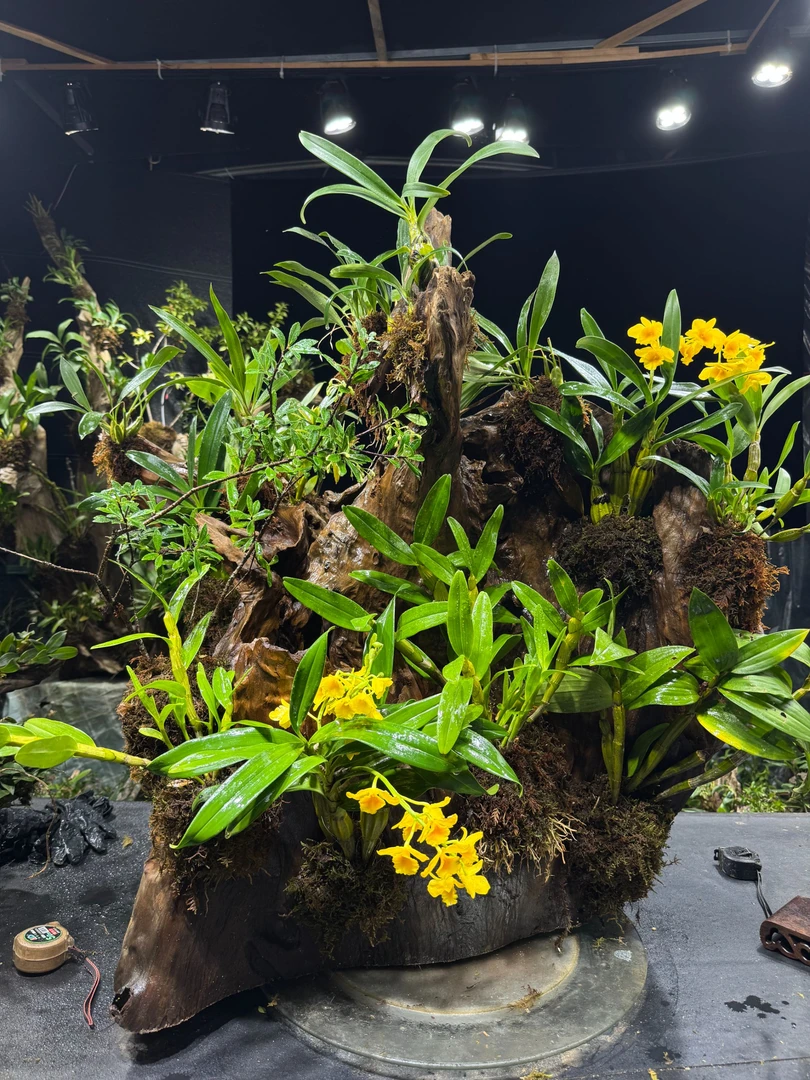 造景风化木，坡货小绿植