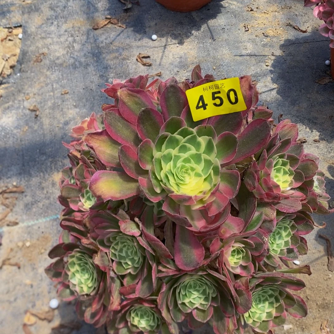 虹***妹多肉海仙45000000寄养