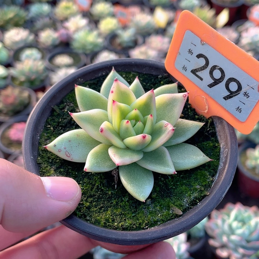 *****299号多肉植物盆栽