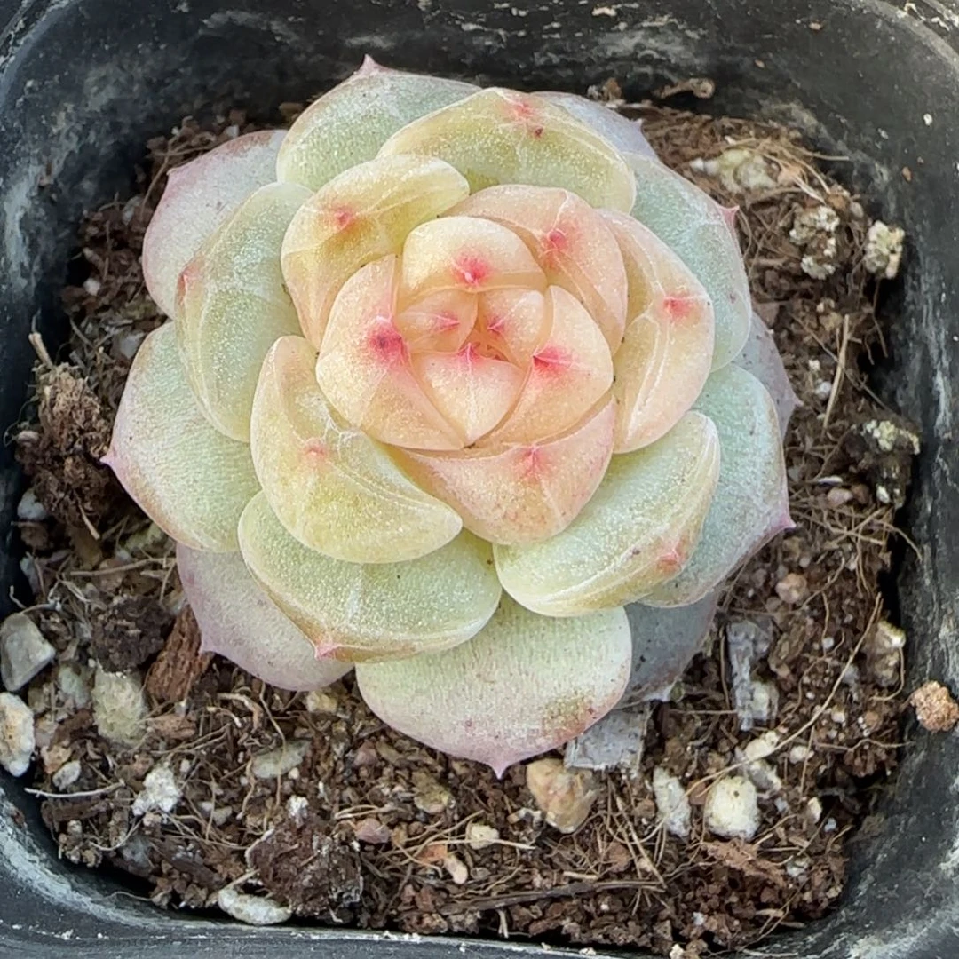 小卡拉米糖心一物一拍