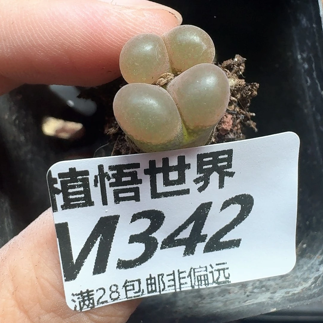 多肉植物的润泽多f