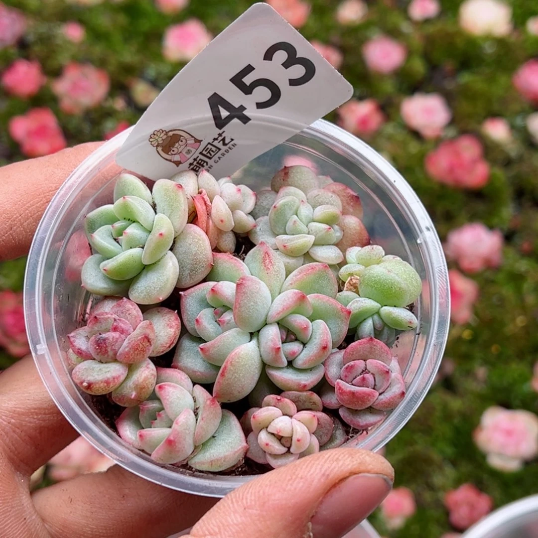 多肉植物多肉植物