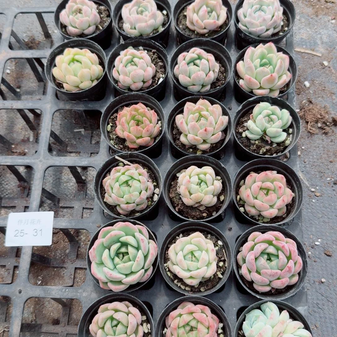 左四未上色珍妮二十颗量拍25-31